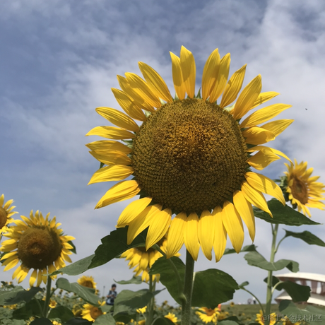 Lena在掘金于2020-10-09 15:44发布的图片