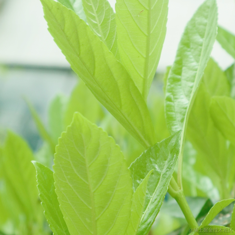 红毛丹于2022-03-21 13:43发布的图片