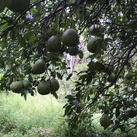 九亿妙龄少女的梦于2020-10-09 08:46发布的图片