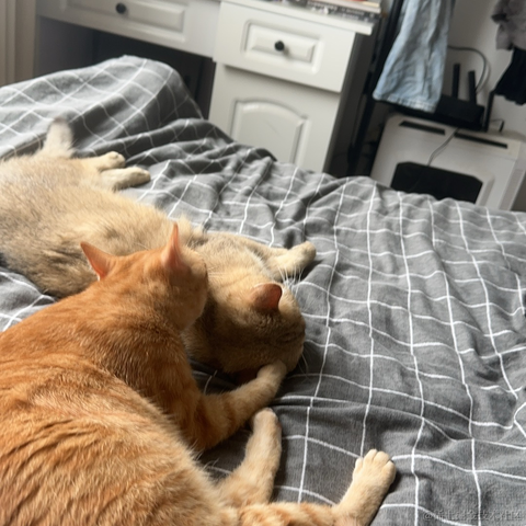 划水摸鱼一天又一天于2024-06-04 10:51发布的图片