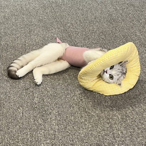 晚比大魔王于2022-11-27 13:17发布的图片