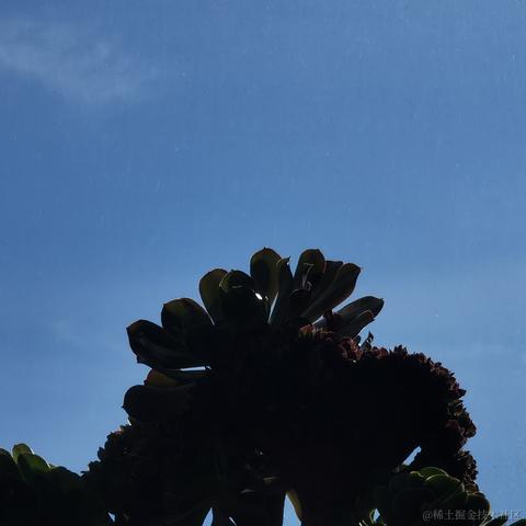 月季花于2022-11-29 15:38发布的图片