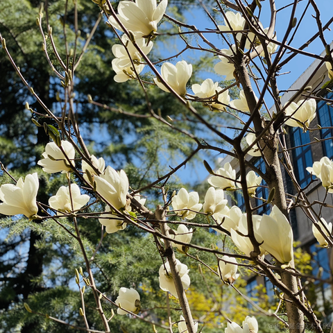 lizheming于2021-03-29 13:45发布的图片