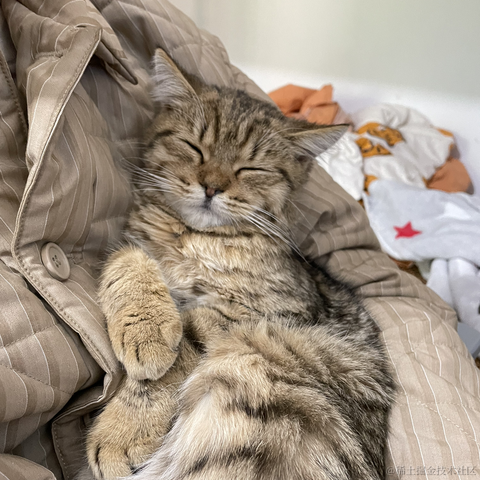 一只菜豆于2023-01-10 18:38发布的图片