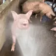 sdfsd.gif