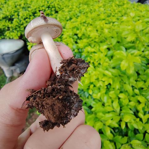 Uwiling于2022-12-01 21:16发布的图片