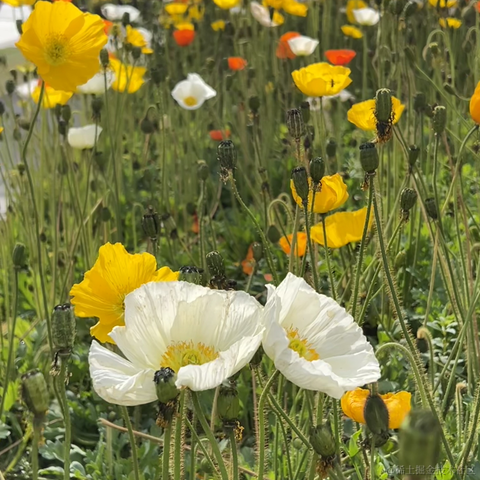 安酱于2023-04-22 09:21发布的图片