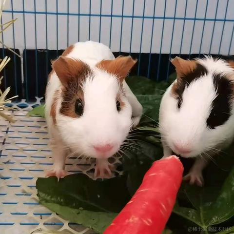 派大星的派于2021-08-06 11:01发布的图片