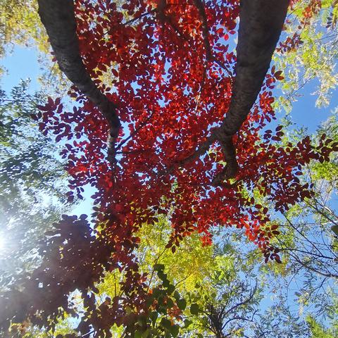 月季花于2022-11-18 14:26发布的图片