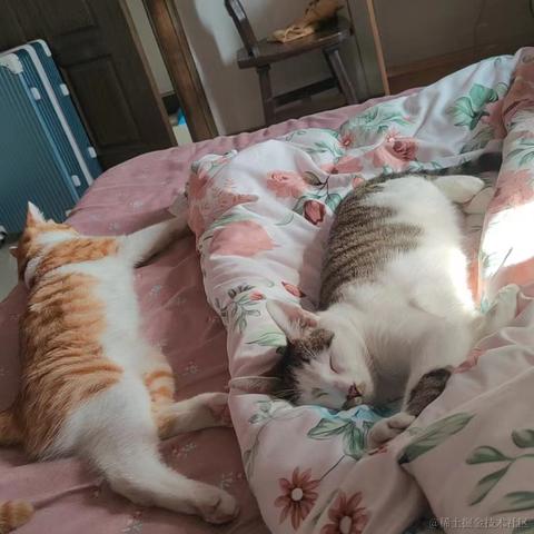 梦想是回家养猪于2024-01-08 15:07发布的图片