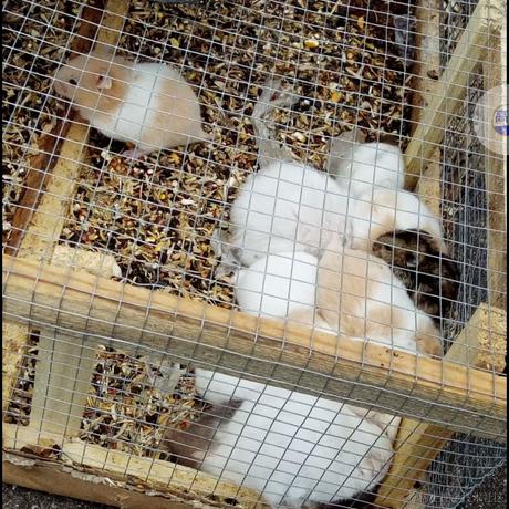 兔子加油于2023-05-12 17:13发布的图片