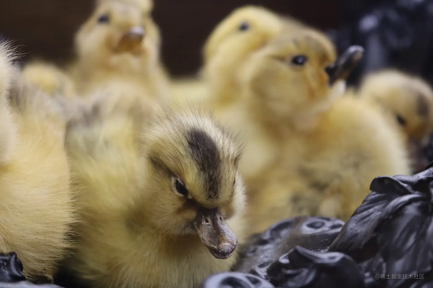 图片来源：Oliva Colacicco @Unsplash