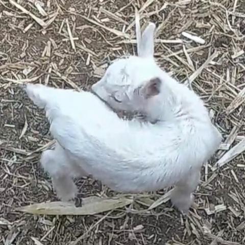 太行山上的一棵百蓝根于2023-04-01 19:20发布的图片