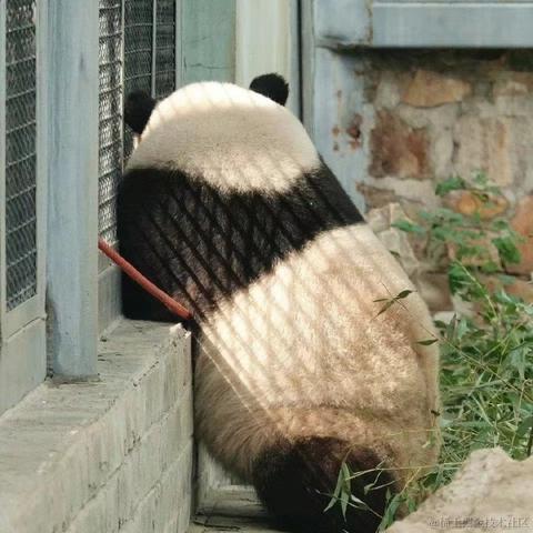狗熊岭在逃翠花于2023-07-04 10:41发布的图片