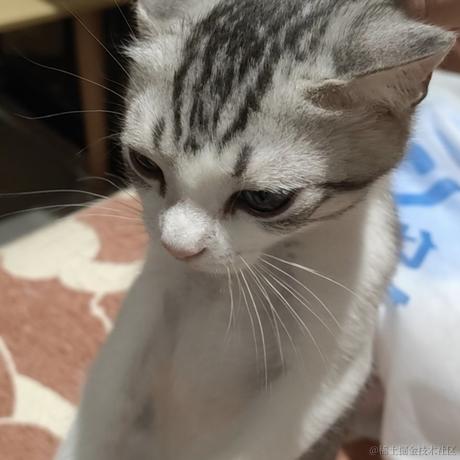 正义猫猫拳于2022-11-26 02:05发布的图片