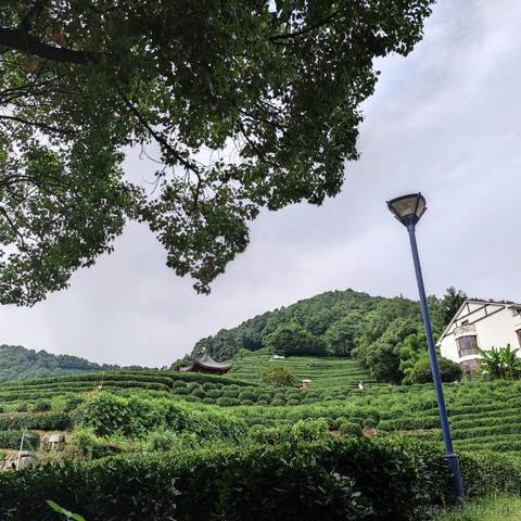 可乐真好吃于2021-07-27 08:51发布的图片