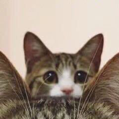 Li_Cat001于2021-01-28 21:53发布的图片