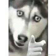 写bug的小行家的个人资料头像