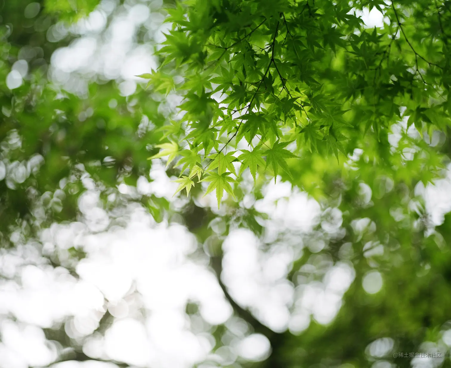 764)brilliant green.jpg