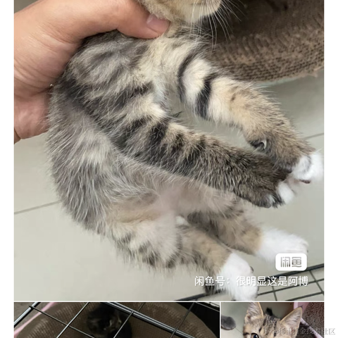 浏览器API调用工程师_Taylor于2023-07-10 17:59发布的图片
