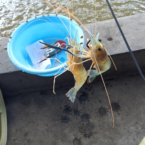 切图咸鱼于2023-05-29 13:37发布的图片