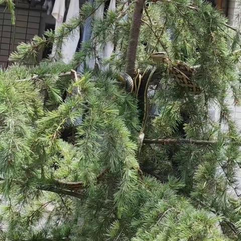 攻城狮阿城于2023-05-06 09:33发布的图片