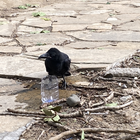 一日不见三秋无于2023-06-12 11:58发布的图片