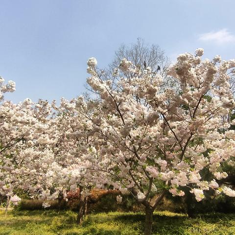 仙童总是玩于2023-04-02 09:22发布的图片