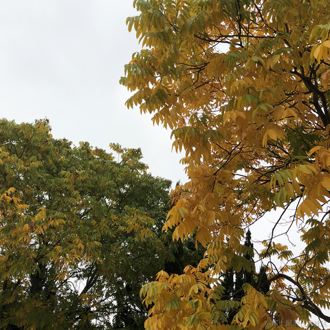 面包泡牛奶于2022-11-18 13:58发布的图片