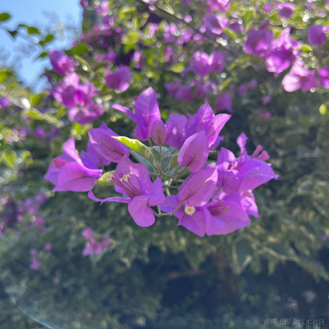 神奇的程序员于2021-11-24 12:47发布的图片