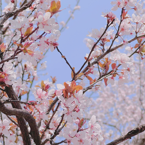 红毛丹于2023-03-11 20:40发布的图片