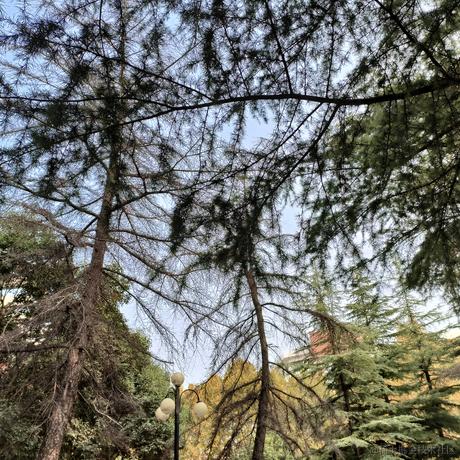 向晚的小年糕于2022-11-10 12:57发布的图片