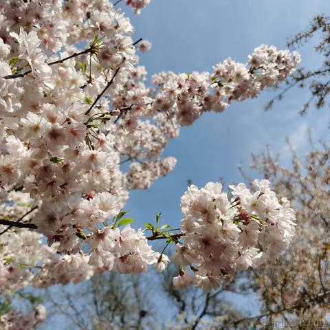 cancy于2021-04-06 16:10发布的图片