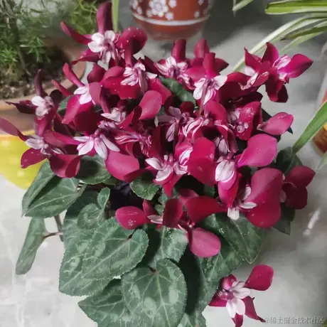 贝拉拉BELLA于2022-11-20 10:06发布的图片