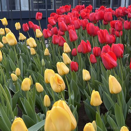 Estherxx于2023-04-13 19:10发布的图片