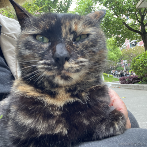 喵桑阿里嘎多版于2023-04-07 22:58发布的图片