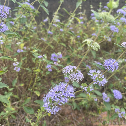 阿白49于2023-10-03 00:52发布的图片