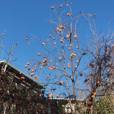 XiaoJi于2023-11-18 16:08发布的图片