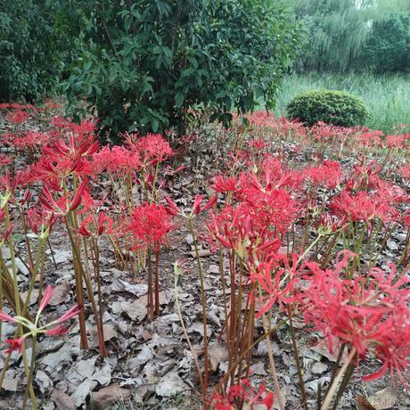 来自艾欧尼亚的最强王者于2022-10-22 22:55发布的图片