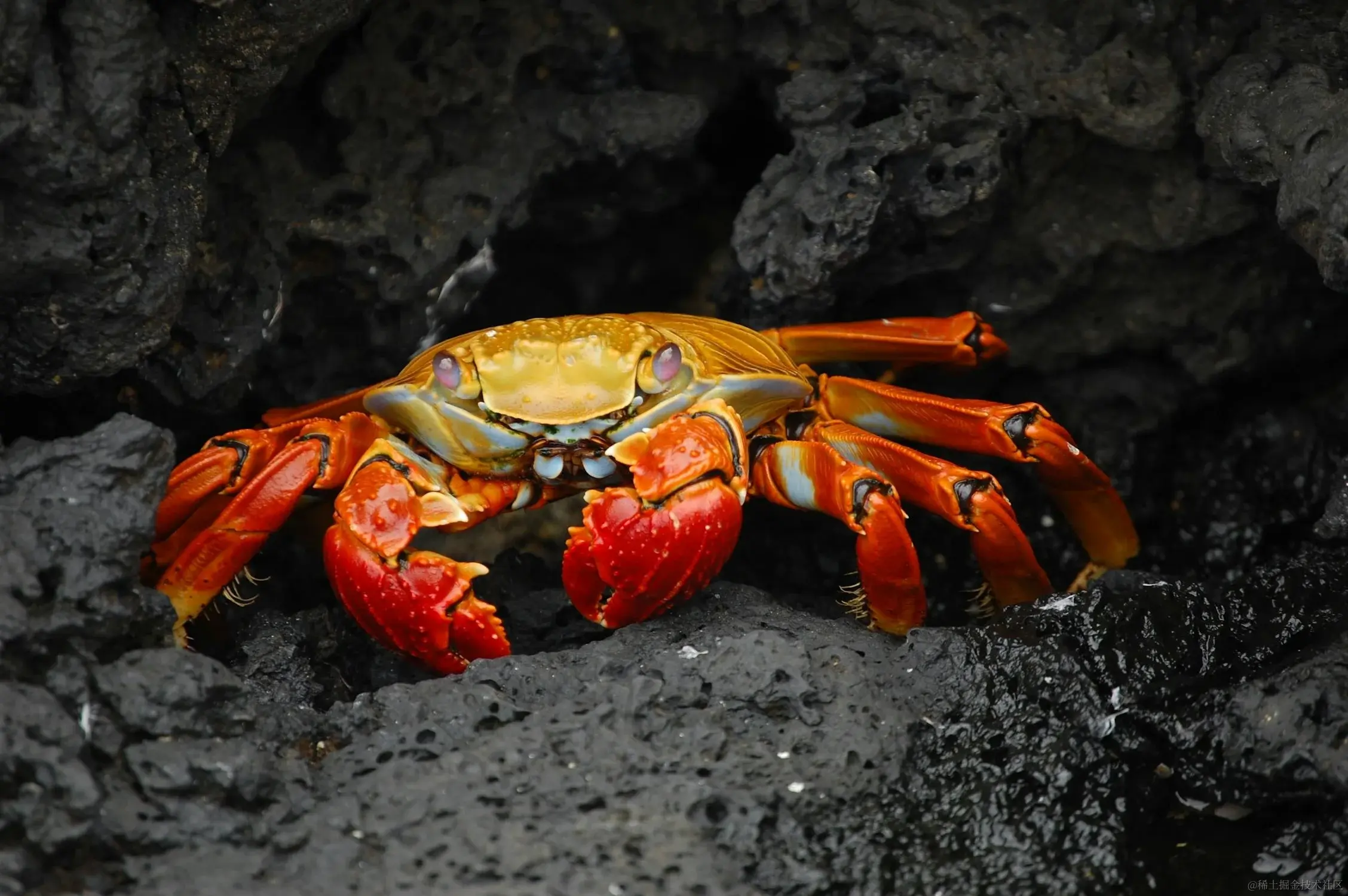 crab-red-klippenkrabbe-grapsus-grapsus-shellfish-76966.webp