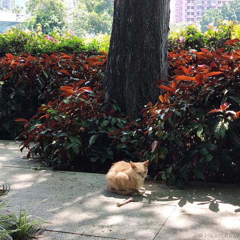 出头猫于2022-04-06 11:28发布的图片