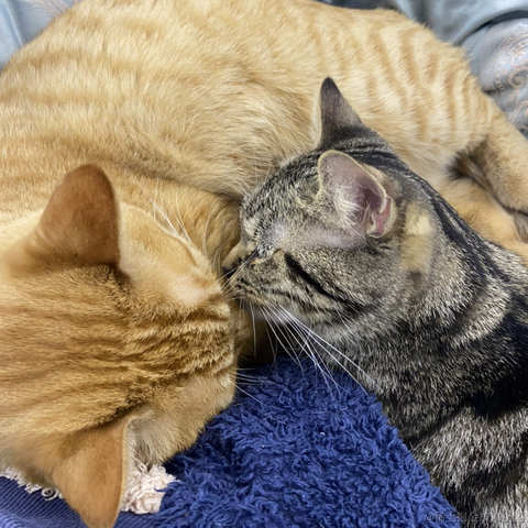 avavaava于2022-11-18 01:20发布的图片