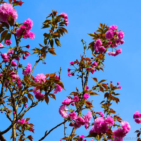 欲买桂花同载酒_于2023-03-27 11:20发布的图片