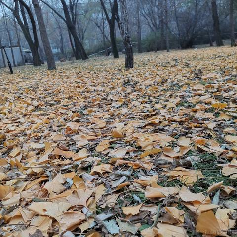 Drz于2022-11-10 15:00发布的图片