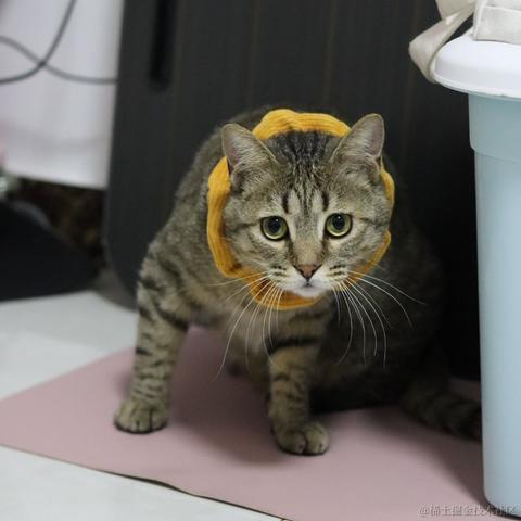 云里伴山于2023-05-19 16:22发布的图片