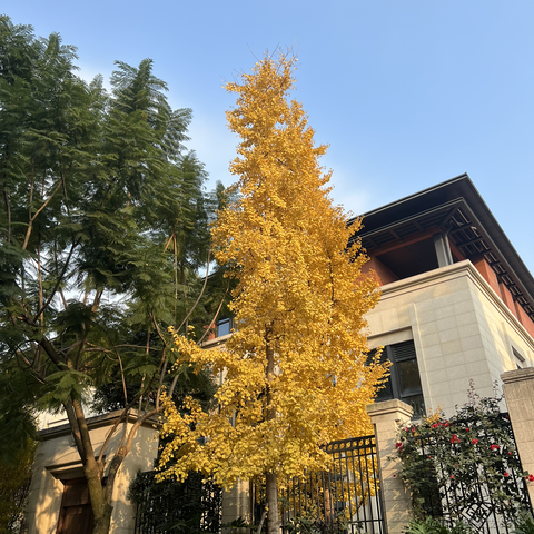 安酱于2023-05-08 22:27发布的图片