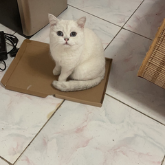 Ariel_Bo于2022-10-29 07:08发布的图片