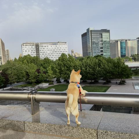 花果山大圣于2021-05-26 07:28发布的图片