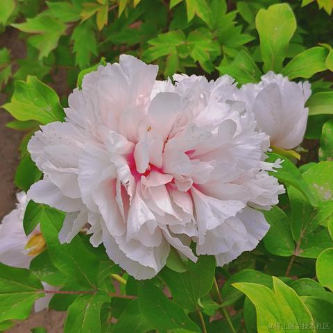 violetBlue于2023-05-13 23:11发布的图片