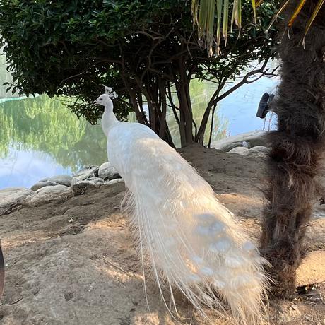 尼古拉斯阿柴于2023-06-10 17:37发布的图片